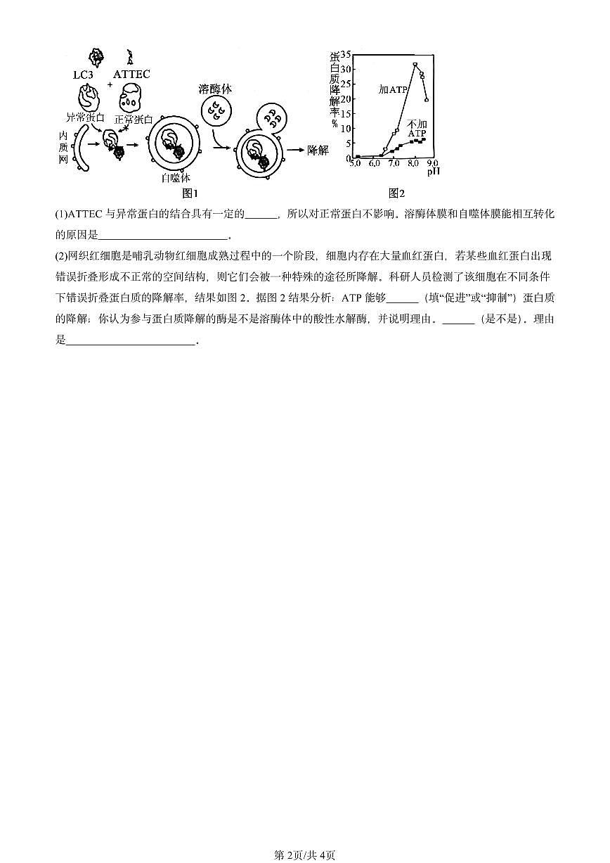 2024北京重点校高一(上)期中真题生物汇编:降低化学反应活化能的酶第2页