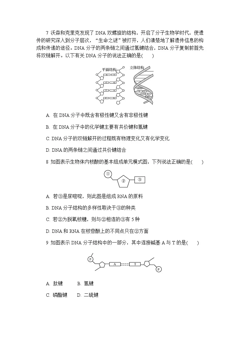4.3 核酸 练习 含答案2024-2025学年高二化学人教版(2019)选择性必修3第3页