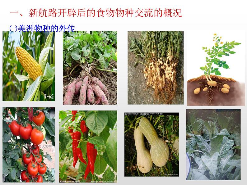 历史统编版历史选择性必修2第2课新航路开辟后的食物物种交流(共20张ppt)第4页