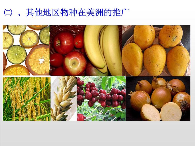 历史统编版历史选择性必修2第2课新航路开辟后的食物物种交流(共20张ppt)第6页