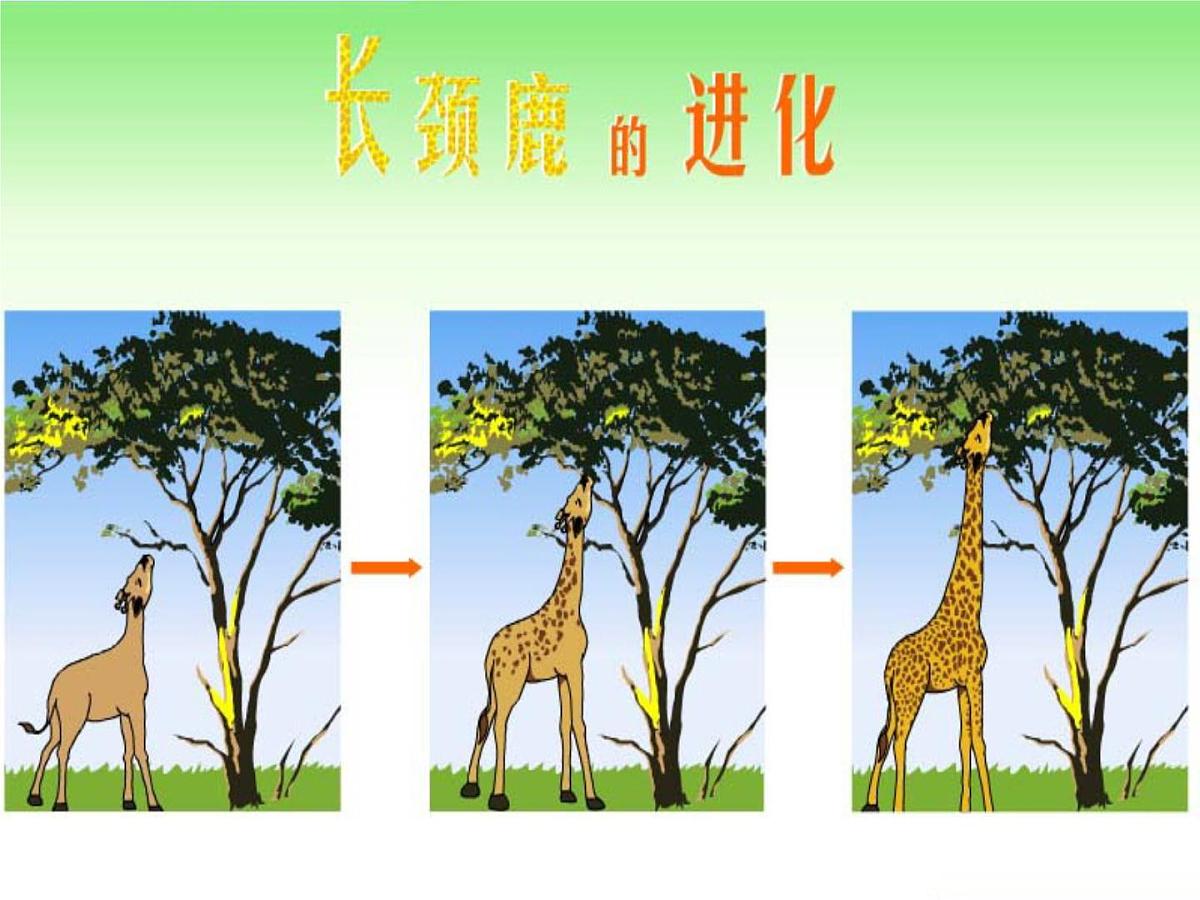 人民版高中历史必修3 7-2《追寻生命的起源》课件第5页
