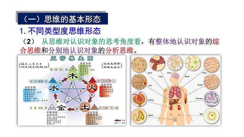 1.2 思维形态及其特征课件-高中政治统编版选择性必修三 逻辑与思维第5页
