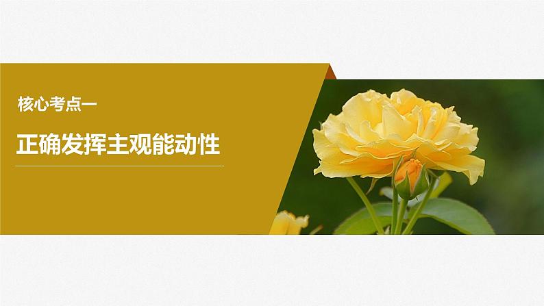 2024届高考政治一轮复习(部编版江苏专用)必修4哲学与文化第十九课课时2正确发挥主观能动性与一切从实际出发课件04