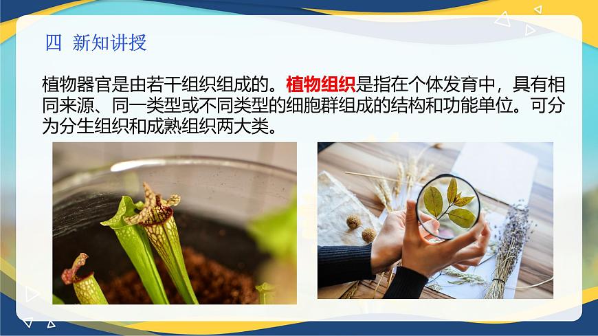 項目2 2.2 植物的組織（1）（課件）-《植物生產(chǎn)與環(huán)境》（高教版第4版）同步精品課堂第5頁