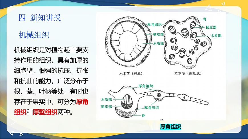 項目2 2.2 植物的組織（3）（課件）-《植物生產(chǎn)與環(huán)境》（高教版第4版）同步精品課堂第5頁