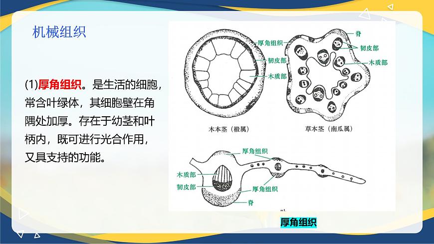 項目2 2.2 植物的組織（3）（課件）-《植物生產(chǎn)與環(huán)境》（高教版第4版）同步精品課堂第6頁