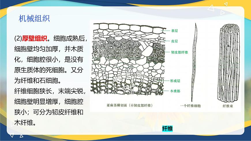 項目2 2.2 植物的組織（3）（課件）-《植物生產(chǎn)與環(huán)境》（高教版第4版）同步精品課堂第7頁