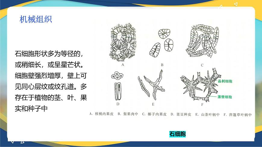 項目2 2.2 植物的組織（3）（課件）-《植物生產(chǎn)與環(huán)境》（高教版第4版）同步精品課堂第8頁