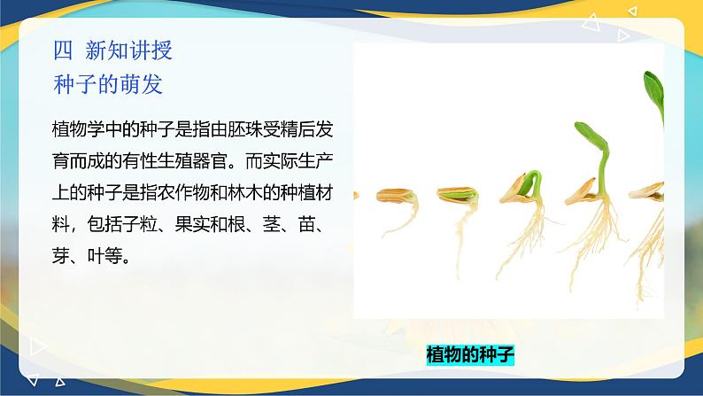 项目2 2.4 植物的生殖器官(4)(课件)-《植物生产与环境》(高教版第4版)同步精品课堂第5页