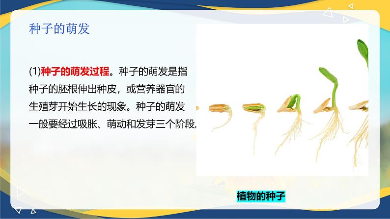 项目2 2.4 植物的生殖器官(4)(课件)-《植物生产与环境》(高教版第4版)同步精品课堂第6页
