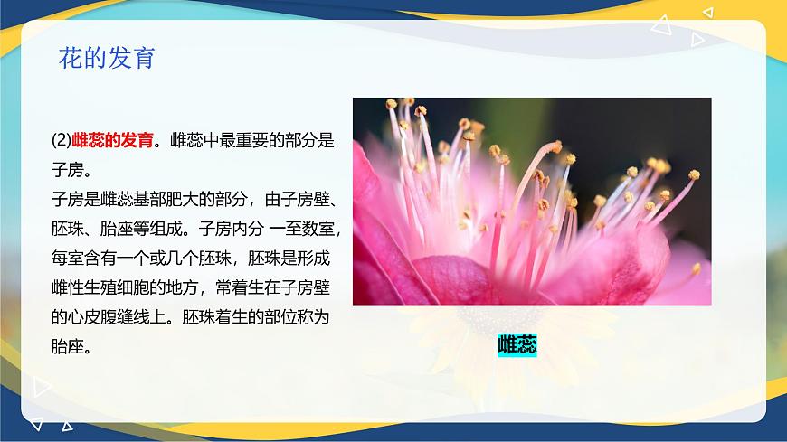 項目2 2.4 植物的生殖器官（2）（課件）-《植物生產與環(huán)境》（高教版第4版）同步精品課堂第7頁