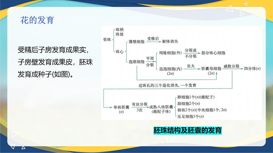 項目2 2.4 植物的生殖器官（2）（課件）-《植物生產與環(huán)境》（高教版第4版）同步精品課堂第8頁