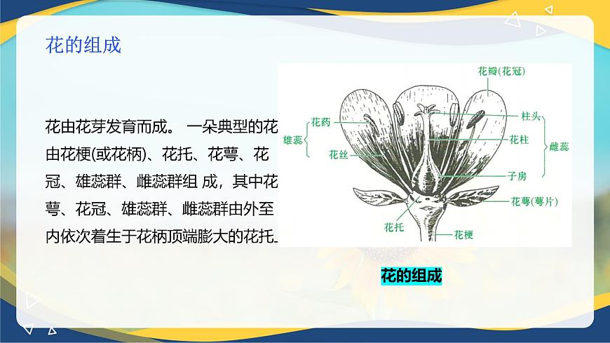 項(xiàng)目2 2.4 植物的生殖器官（1）（課件）-《植物生產(chǎn)與環(huán)境》（高教版第4版）同步精品課堂第6頁