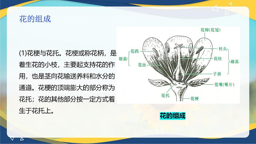 項(xiàng)目2 2.4 植物的生殖器官（1）（課件）-《植物生產(chǎn)與環(huán)境》（高教版第4版）同步精品課堂第8頁