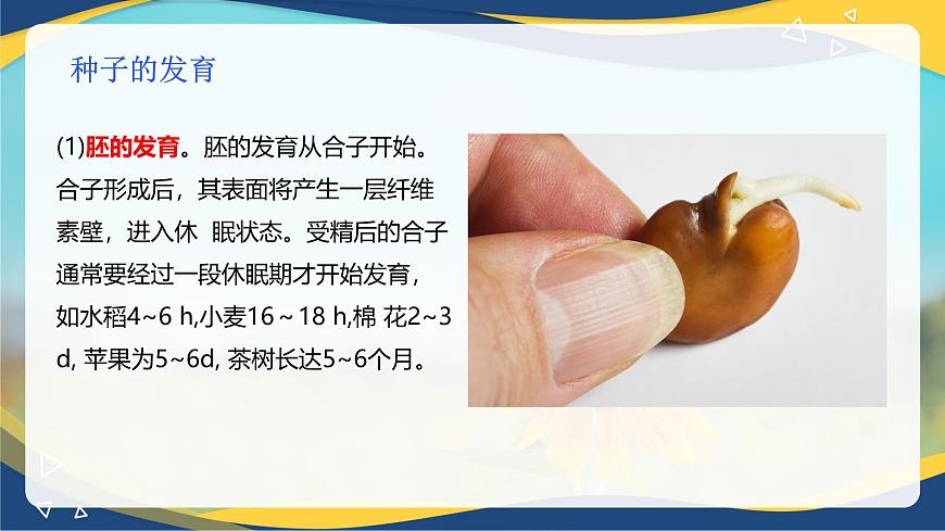項(xiàng)目2 2.4 植物的生殖器官（3）（課件）-《植物生產(chǎn)與環(huán)境》（高教版第4版）同步精品課堂第6頁(yè)