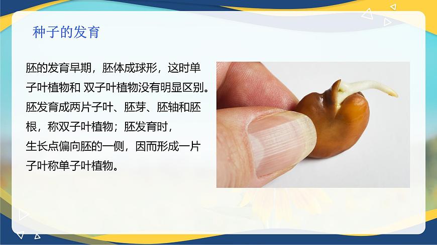 項(xiàng)目2 2.4 植物的生殖器官（3）（課件）-《植物生產(chǎn)與環(huán)境》（高教版第4版）同步精品課堂第7頁(yè)