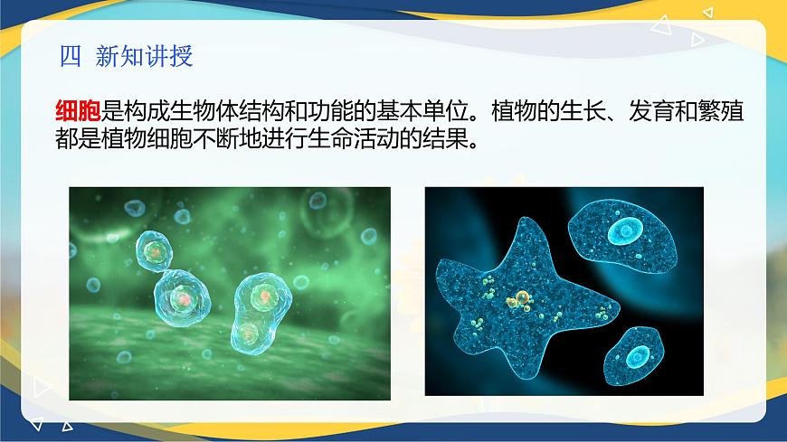 項(xiàng)目2 2.1 植物的細(xì)胞（1）（課件）-《植物生產(chǎn)與環(huán)境》（高教版第4版）同步精品課堂第5頁(yè)