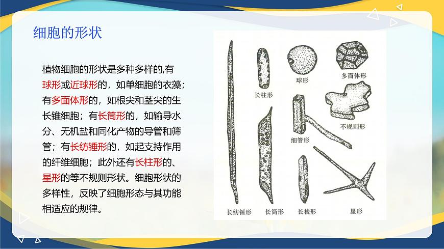 項(xiàng)目2 2.1 植物的細(xì)胞（1）（課件）-《植物生產(chǎn)與環(huán)境》（高教版第4版）同步精品課堂第6頁(yè)