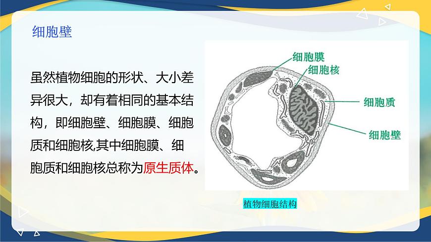 項(xiàng)目2 2.1 植物的細(xì)胞（1）（課件）-《植物生產(chǎn)與環(huán)境》（高教版第4版）同步精品課堂第8頁(yè)