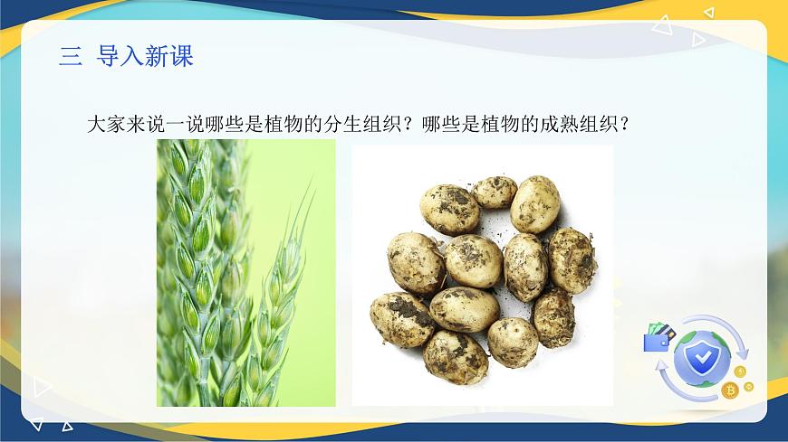 項(xiàng)目2 2.2 植物分生組織&成熟組織的觀察（課件）-《植物生產(chǎn)與環(huán)境》（高教版第4版）同步精品課堂第4頁(yè)