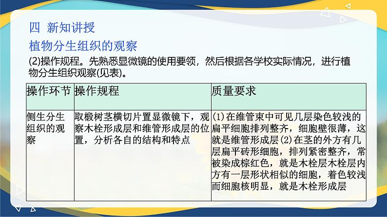 项目2 2.2 植物分生组织&成熟组织的观察(课件)-《植物生产与环境》(高教版第4版)同步精品课堂08