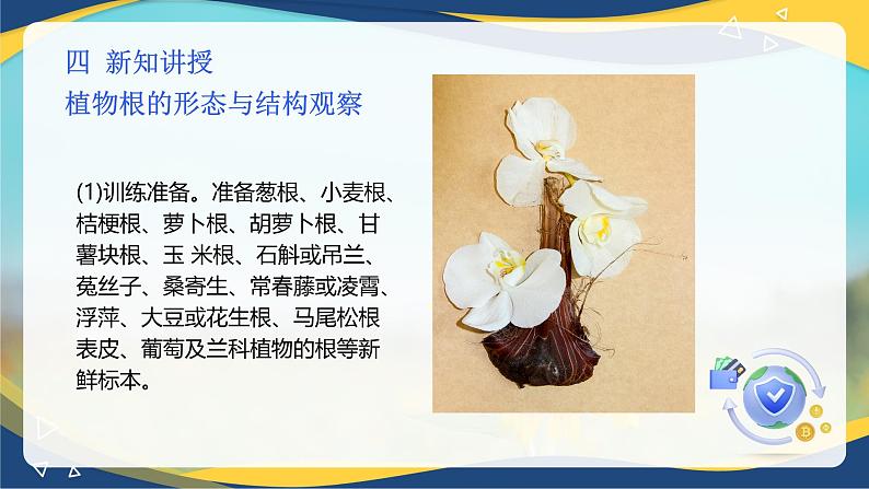 项目2 2.3 植物根&茎&叶的形态与结构观察(课件)-《植物生产与环境》(高教版第4版)同步精品课堂05
