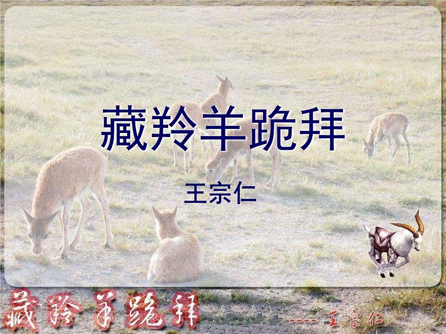 (人教版)中職語文基礎(chǔ)模塊下冊：第3課《藏羚羊跪拜》同步課件第1頁
