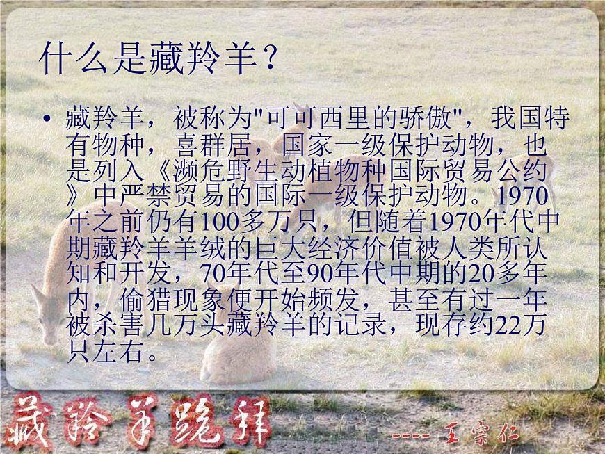 (人教版)中職語文基礎(chǔ)模塊下冊：第3課《藏羚羊跪拜》同步課件第2頁