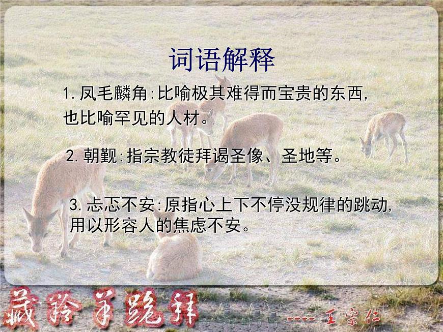 (人教版)中職語文基礎(chǔ)模塊下冊：第3課《藏羚羊跪拜》同步課件第4頁