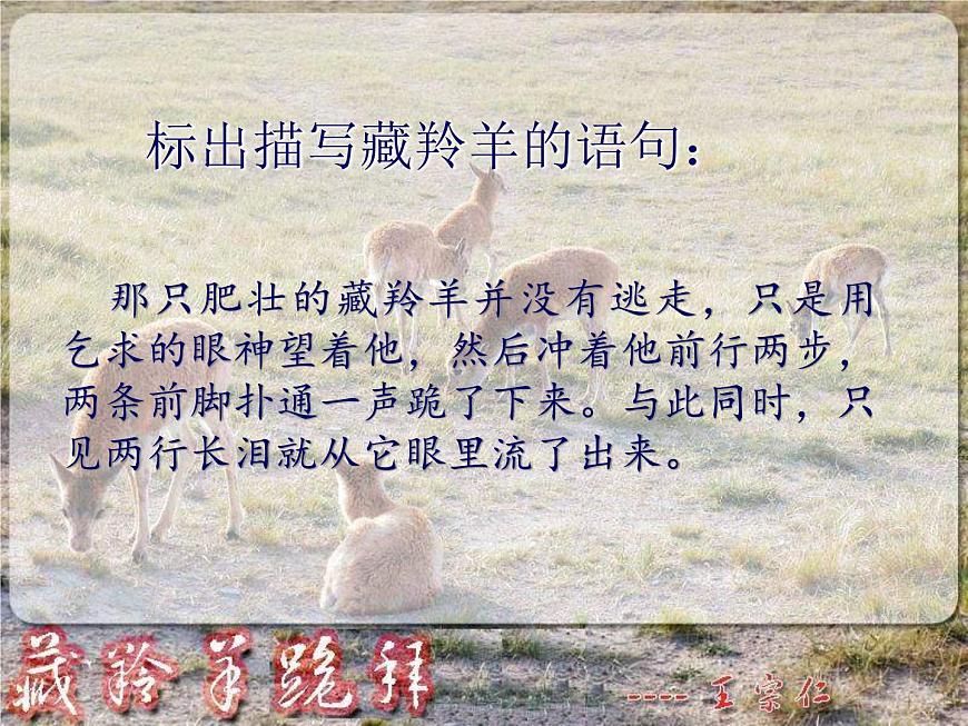 (人教版)中職語文基礎(chǔ)模塊下冊：第3課《藏羚羊跪拜》同步課件第6頁