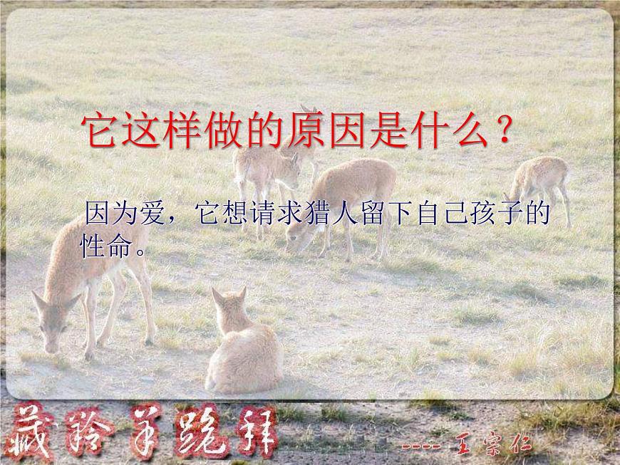 (人教版)中職語文基礎(chǔ)模塊下冊：第3課《藏羚羊跪拜》同步課件第7頁