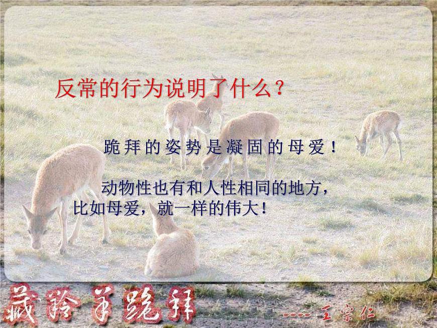 (人教版)中職語文基礎(chǔ)模塊下冊：第3課《藏羚羊跪拜》同步課件第8頁
