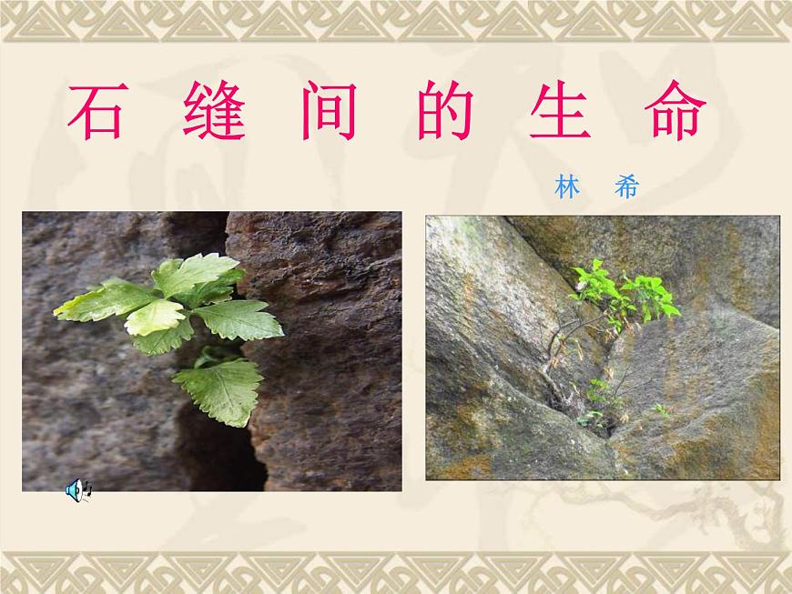 (人教版)中職語(yǔ)文基礎(chǔ)模塊下冊(cè)：第6課《石縫間的生命》同步課件第1頁(yè)