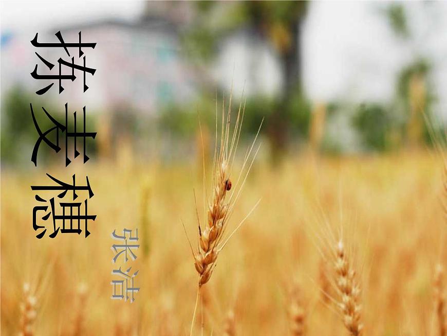 【語(yǔ)文版】中職語(yǔ)文基礎(chǔ)模塊上冊(cè)：第4課《揀麥穗》ppt課件（2）第1頁(yè)