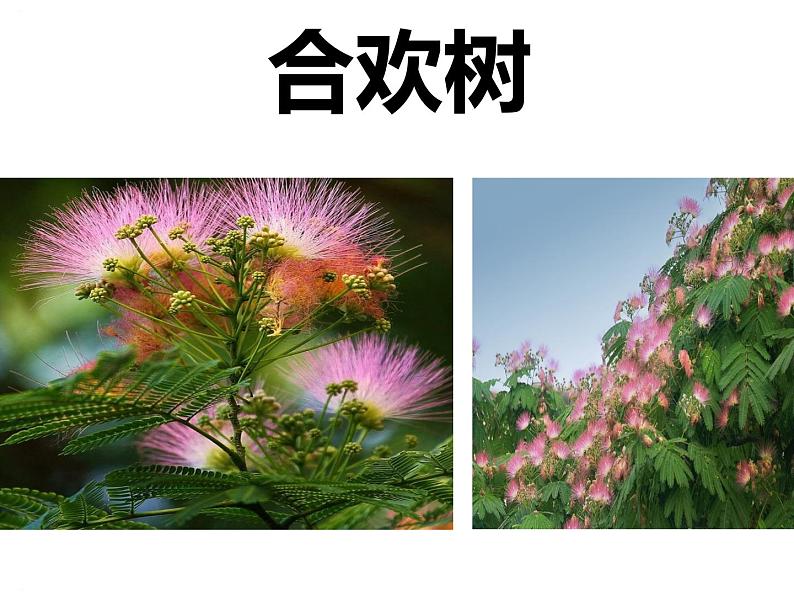 高教版基础模块下册1 《合欢树》课件01