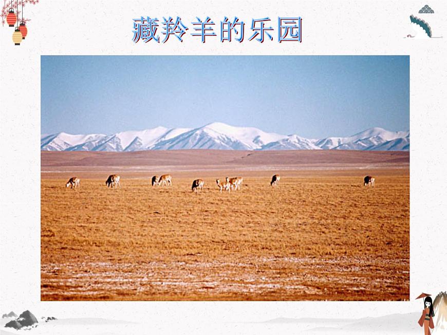 《藏羚羊跪拜》人教版中職語文基礎(chǔ)模塊下冊(cè)課件PPT第3頁