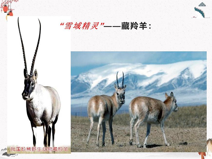 《藏羚羊跪拜》人教版中職語文基礎(chǔ)模塊下冊(cè)課件PPT第4頁