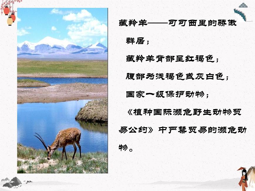 《藏羚羊跪拜》人教版中職語文基礎(chǔ)模塊下冊(cè)課件PPT第5頁