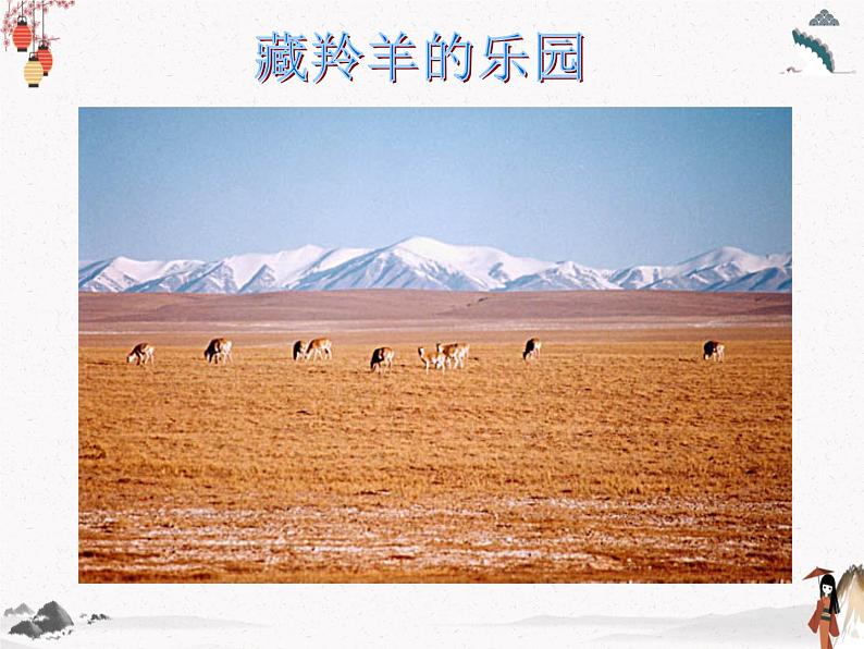 《藏羚羊跪拜》人教版中职语文基础模块下册课件PPT03