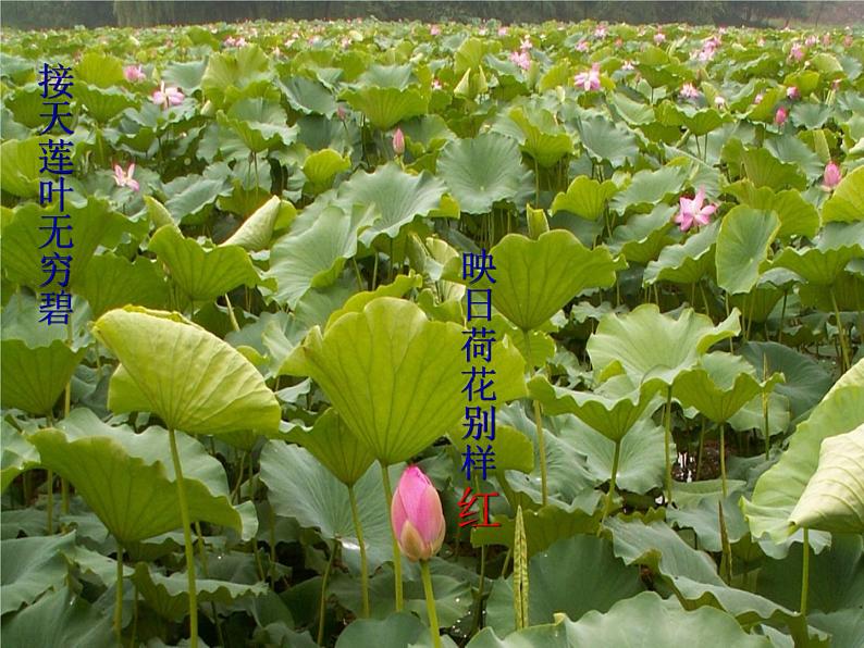 中职语文基础模块下册第一单元荷塘月色ppt课件02