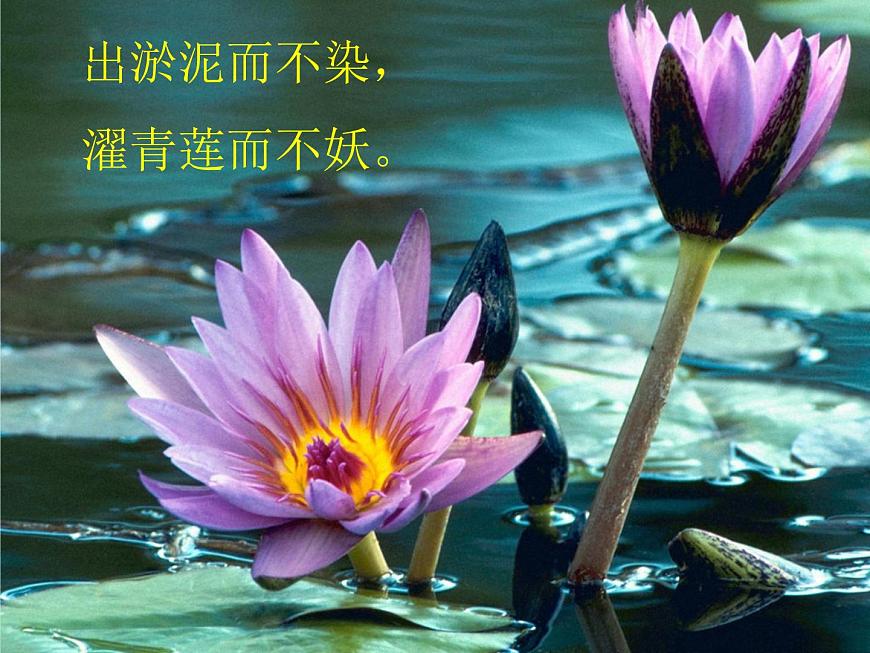 中職語文基礎(chǔ)模塊下冊第一單元荷塘月色ppt課件第4頁