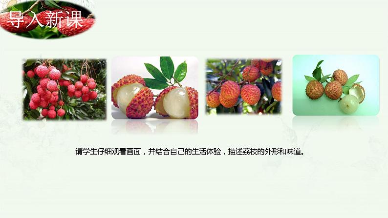 南州六月荔枝丹课件PPT第5页