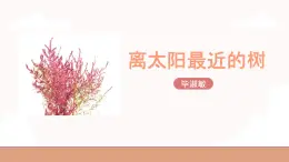 高教版（中職）語文基礎(chǔ)模塊上冊第二單元《離太陽最近的樹》課件+教案+同步分層練習(xí)