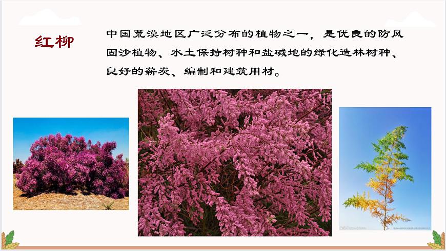 高教版（中職）語文基礎(chǔ)模塊上冊第二單元《離太陽最近的樹》課件第5頁