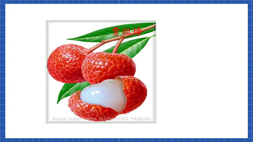 高教版（中職）語文基礎(chǔ)模塊下冊6《南州六月荔枝丹》課件第3頁