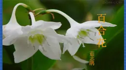 高教版（中職）語(yǔ)文基礎(chǔ)模塊下冊(cè)20《百合花》課件