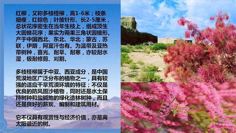 【中职专用】高中语文 高教版·基础模块上册 六《离太阳最近的树》 (课件)01