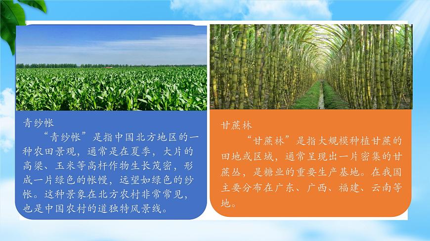 《青紗帳——甘蔗林》-2023-2024學(xué)年高一基礎(chǔ)模塊下冊同步備課教學(xué)課件（高教版2023）第4頁