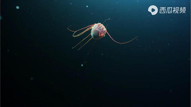 《海洋与生命》-【中职专用】高二语文同步公开课精品讲堂(语文版·拓展模块)课件PPT04