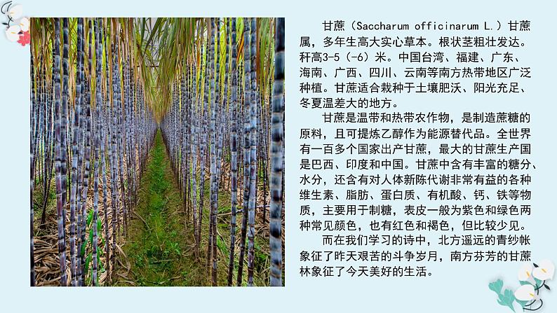 《青纱帐——甘蔗林》-【中职专用】高一语文同步教学课件(高教版2023基础模块下册)第3页